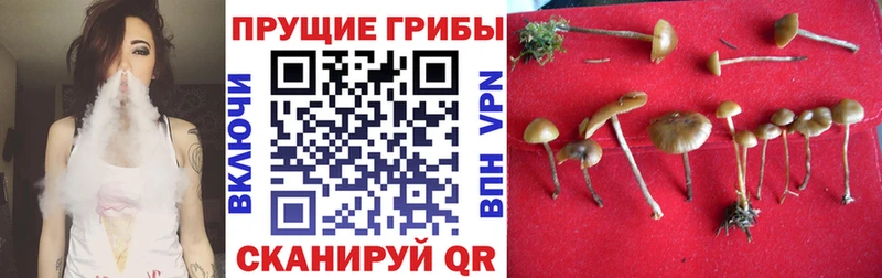 магазин продажи наркотиков  Пролетарск  Псилоцибиновые грибы мухоморы 